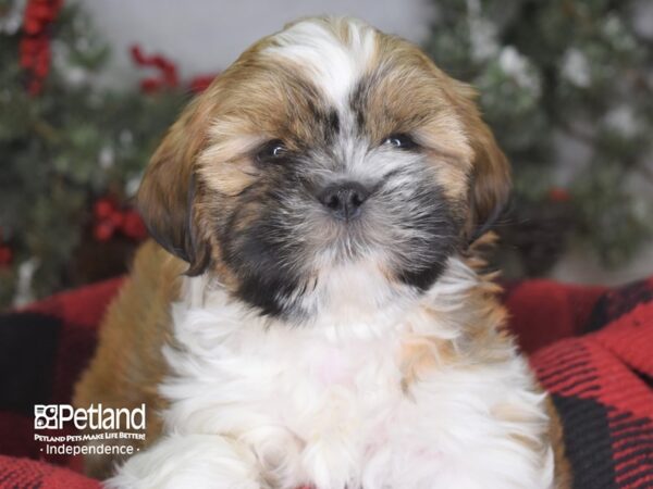 Shih Tzu DOG Male Sable and White 3482 Petland Independence, Missouri