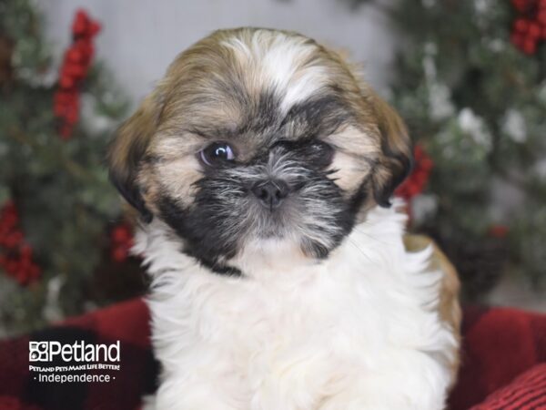 Shih Tzu-DOG-Female-Sable and White-3481-Petland Independence, Missouri