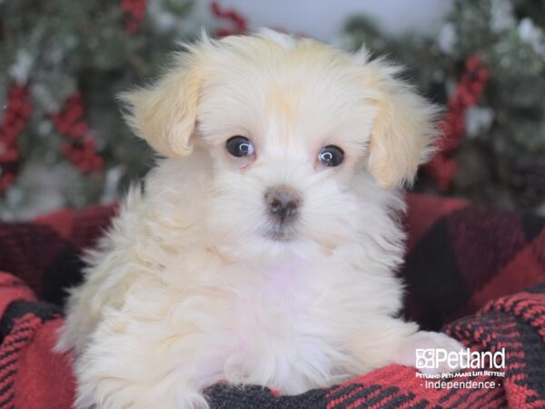 Toy Poodle-DOG-Female-Cream-3464-Petland Independence & Lee's Summit, MO