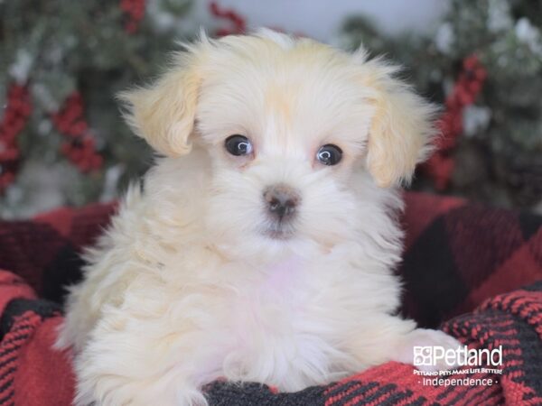 Toy Poodle DOG Female Cream 3464 Petland Independence, Missouri