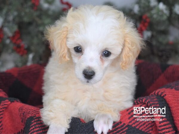 Toy Poodle-DOG-Female-Cream-3465-Petland Independence & Lee's Summit, MO