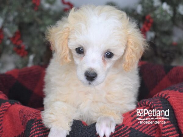 Toy Poodle DOG Female Cream 3465 Petland Independence, Missouri