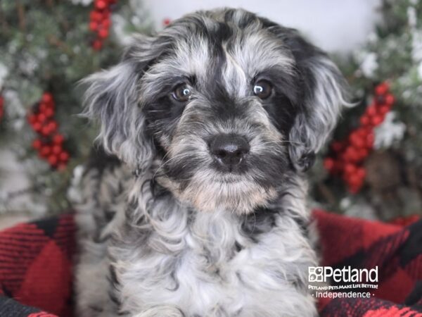 Goldendoodle-DOG-Female-Blue Merle-3468-Petland Independence, Missouri