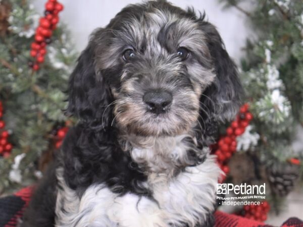 Goldendoodle-DOG-Female-Blue Merle-3467-Petland Independence & Lee's Summit, MO