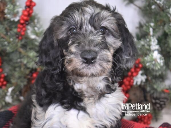 Goldendoodle DOG Female Blue Merle 3467 Petland Independence, Missouri