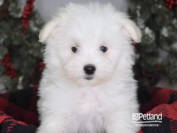 Maltipom DOG Female Cream Parti 3461 Petland Independence, Missouri