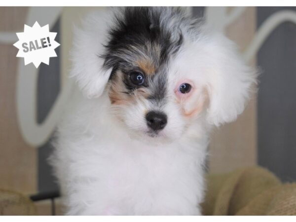 Pom-A-Poo-DOG-Male-Brown and White-3376-Petland Independence, Missouri