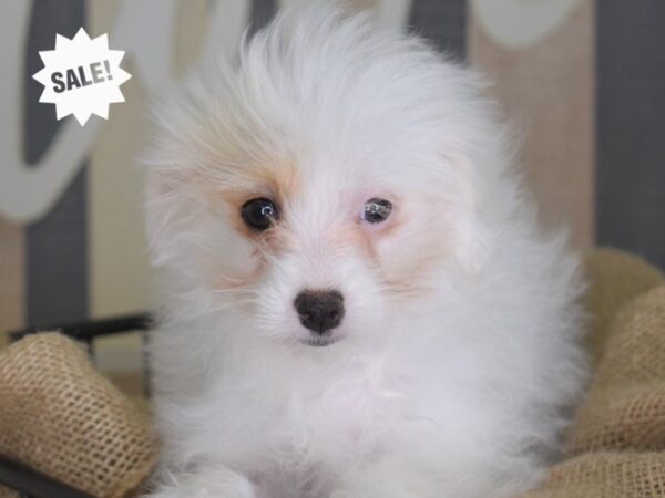 Pom-A-Poo DOG Female White 3385 Petland Independence, Missouri