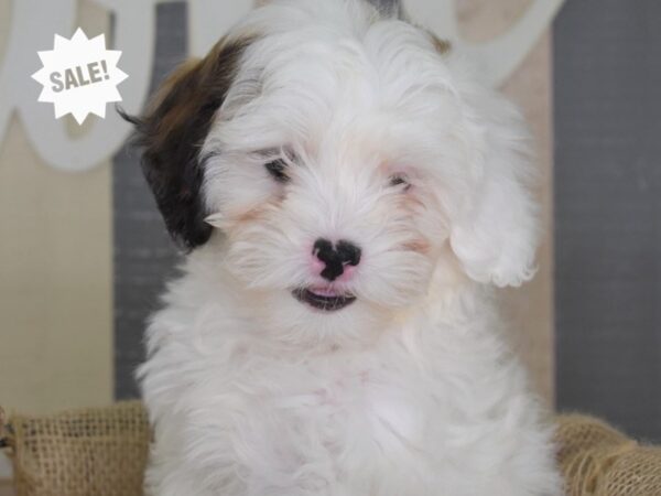 Shih Poo-DOG-Male-Tri-Color-3378-Petland Independence, Missouri