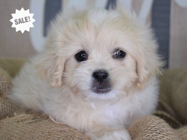 Peke-A-Poo-DOG-Female-Cream-3358-Petland Independence, Missouri