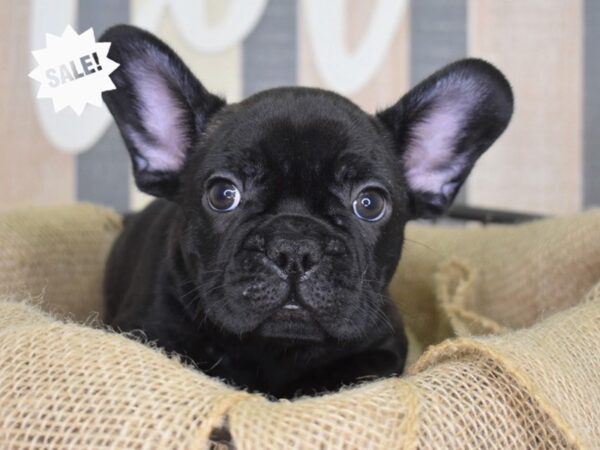 French Bulldog DOG Male Black 3280 Petland Independence, Missouri