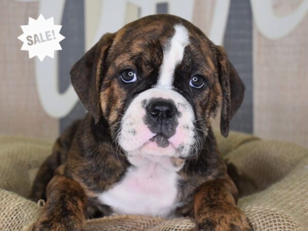 Olde English Bulldogge-DOG-Female-Brindle & White-3304-Petland Independence & Lee's Summit, MO