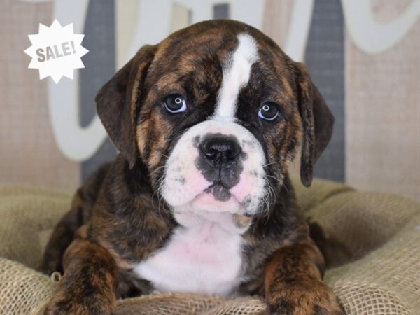 Olde English Bulldogge-DOG-Female-Brindle & White-3304-Petland Independence, Missouri