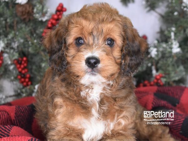 Mini Bernadoodle DOG Female Phantom 3488 Petland Independence, Missouri