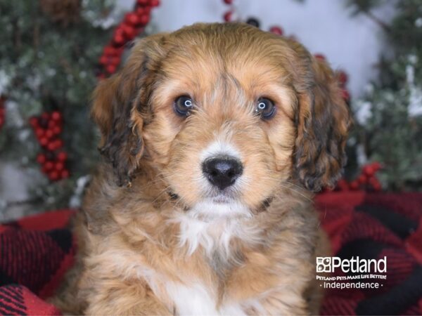 Mini Bernadoodle DOG Male Phantom 3487 Petland Independence, Missouri