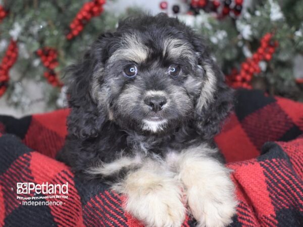 Cockachon-DOG-Female-Black and Tan-3496-Petland Independence & Lee's Summit, MO