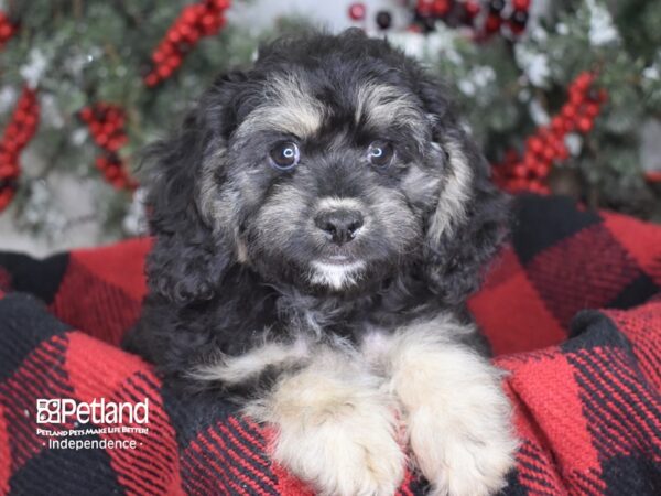 Cockachon-DOG-Female-Black and Tan-3496-Petland Independence, Missouri