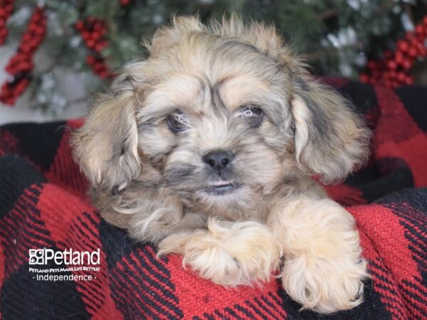 Cockachon DOG Female Sable 3495 Petland Independence, Missouri