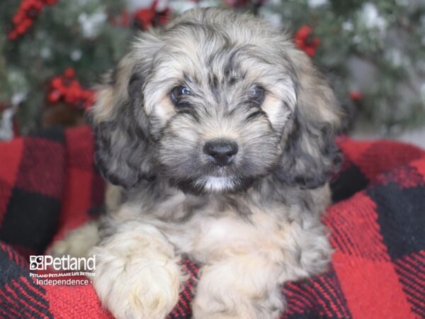 Cockachon-DOG-Male-Sable-3494-Petland Independence, Missouri