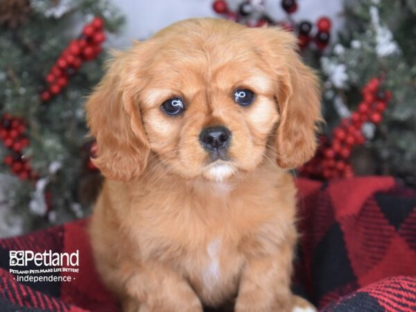 Cavalier King Charles Spaniel DOG Female Ruby 3490 Petland Independence, Missouri