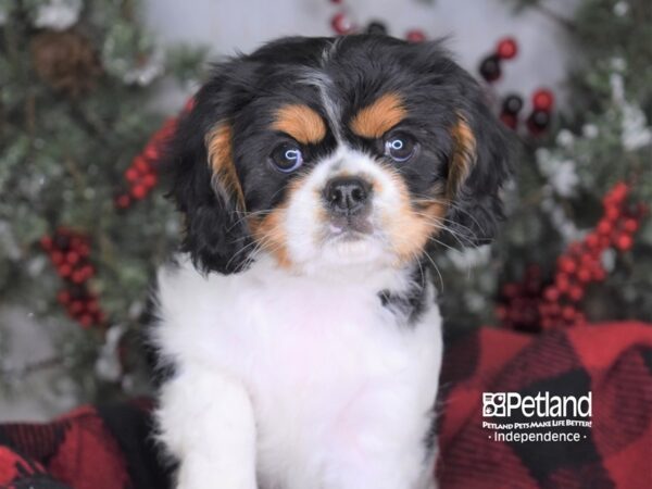 Cavalier King Charles Spaniel-DOG-Female-Black and White-3489-Petland Independence & Lee's Summit, MO
