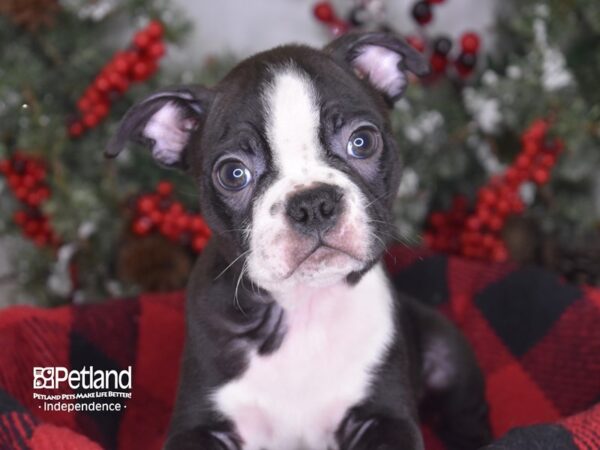 Boston Terrier DOG Male Black and White 3491 Petland Independence, Missouri