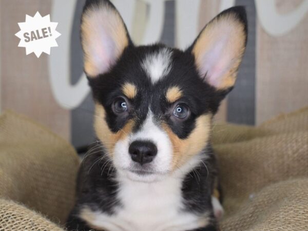 Pembroke Welsh Corgi-DOG-Female-Black and Tan-3310-Petland Independence, Missouri