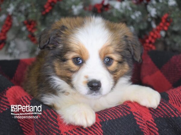 Miniature Australian Shepherd-DOG-Female-Sable-3499-Petland Independence & Lee's Summit, MO