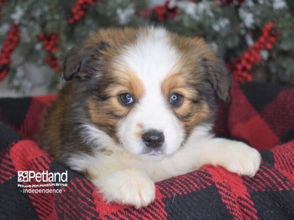 Miniature Australian Shepherd-DOG-Female-Sable-3499-Petland Independence, Missouri