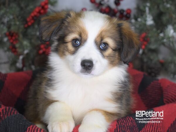 Miniature Australian Shepherd-DOG-Female-Sable-3493-Petland Independence, Missouri