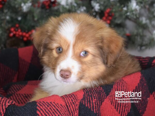 Miniature Australian Shepherd DOG Male Sable 3497 Petland Independence, Missouri