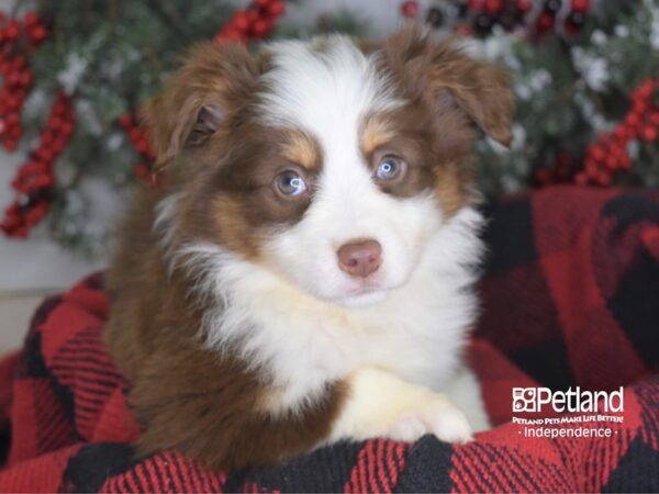 Miniature Australian Shepherd-DOG-Male-Red Tri-3498-Petland Independence & Lee's Summit, MO