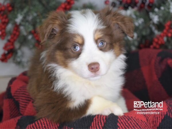 Miniature Australian Shepherd-DOG-Male-Red Tri-3498-Petland Independence, Missouri