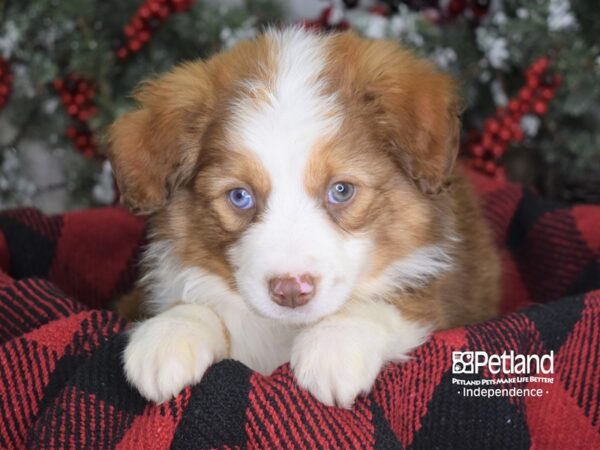 Miniature Australian Shepherd-DOG-Male-Sable-3492-Petland Independence, Missouri