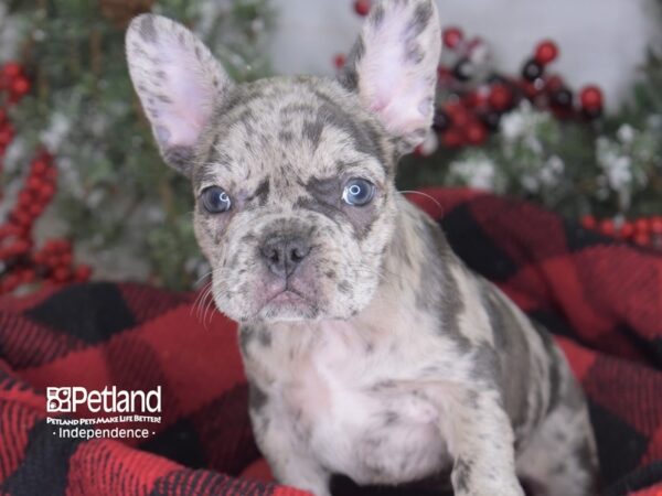 French Bulldog-DOG-Female-Blue Merle-3508-Petland Independence & Lee's Summit, MO