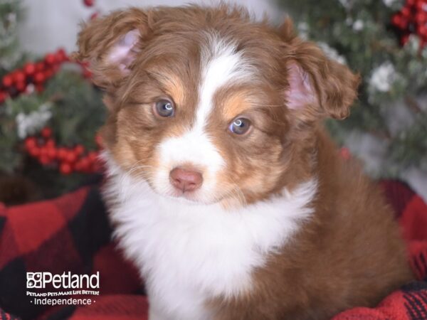 Toy Australian Sheperd DOG Female Red Tricolor 3500 Petland Independence, Missouri