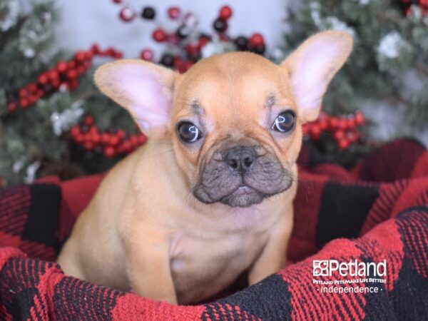 French Bulldog DOG Female Red 3505 Petland Independence, Missouri