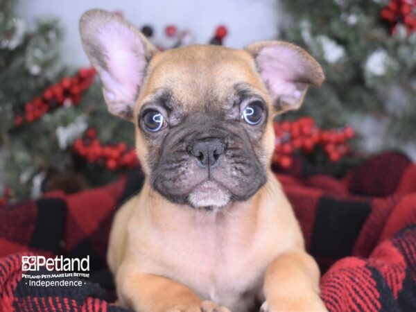 French Bulldog-DOG-Male-Red-3504-Petland Independence & Lee's Summit, MO