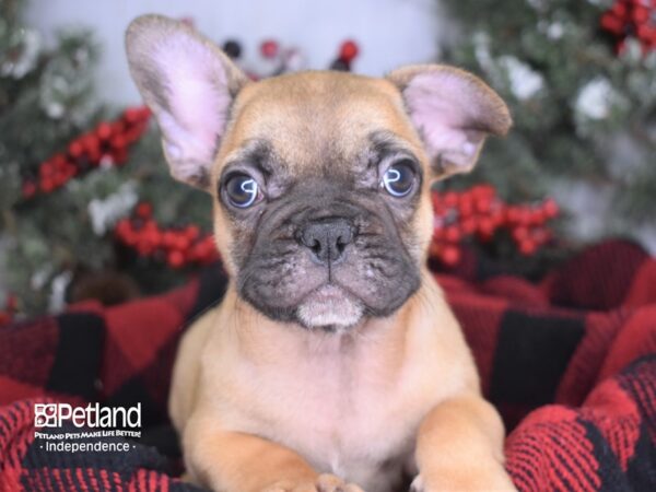 French Bulldog DOG Male Red 3504 Petland Independence, Missouri