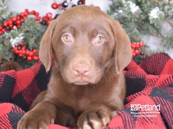 Labrador Retriever DOG Female Chocolate 3518 Petland Independence, Missouri