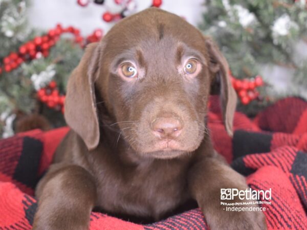 Labrador Retriever-DOG-Male-Chocolate-3501-Petland Independence, Missouri