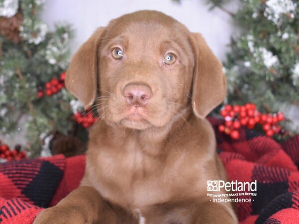 Labrador Retriever-DOG-Male-Chocolate-3517-Petland Independence, Missouri
