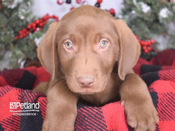 Labrador Retriever DOG Male Chocolate 3502 Petland Independence, Missouri