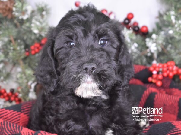 Labradoodle-DOG-Female-Black-3514-Petland Independence & Lee's Summit, MO