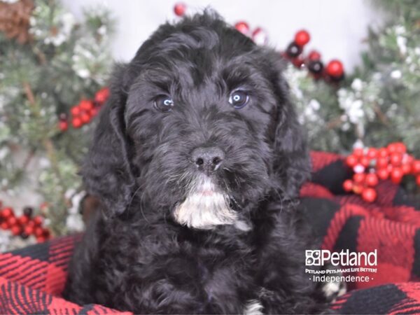 Labradoodle DOG Female Black 3514 Petland Independence, Missouri