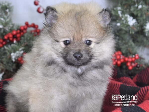 Pomeranian DOG Female Cream Sable 3510 Petland Independence, Missouri