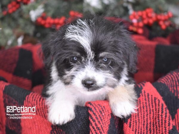 Chipoo-DOG-Female-Black and White-3523-Petland Independence & Lee's Summit, MO