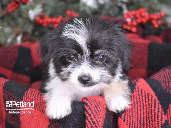 Chipoo DOG Female Black and White 3523 Petland Independence, Missouri