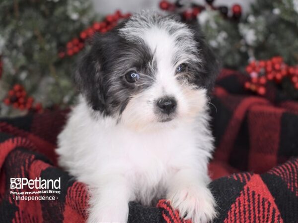 Chipoo DOG Female Black and White 3521 Petland Independence, Missouri