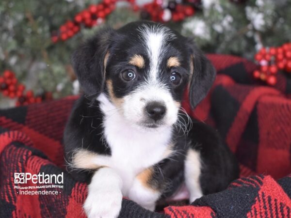 Chipoo DOG Female Black and White 3522 Petland Independence, Missouri